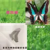 Especímenes de Mariposas Reales para Práctica, Mariposas Originales con Alas Sin Abrir, Materiales DIY para Espécimenes de Insectos, Mariposas Monarca, Insectos Originales, Mariposas Cola de Golondrina