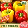 Frutas del Norte Frescas, Pimientos de Colores para Comer Crudos, Pimientos de Siete Colores, Pimientos Dulces de Linterna, Verduras de Shouguang, Pimientos Verdes de Mijo, Pimientos Redondos, Verduras