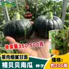Semillas de Calabaza Zhongxi Xibei Mini Fruta Pequeña Dulces y Pegajosas Semillas de Calabaza Pequeñas Fáciles de Plantar en la Base del Huerto
