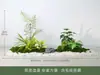Paisaje de Suelo de Musgo Vegetal Biomiético Esquina de Entrada Interior Plantas Verdes Artificiales Adornos de Micro Paisaje Decoración de Escaparate