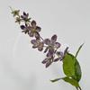 Jazmín, flor artificial, adornos florales falsos para el hogar, accesorios, begonia, sala de estar, arreglo floral de alta gama, decoración transfronteriza