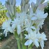 Bulbos de Tuberosa com Múltiplas Cabeças e Pétalas Duplas, Plantas em Vasos com Fragrância Forte, Cor Branca, Adequado para Varanda, Jardim, Exterior, Plantas e Flores Tolerantes à Seca
