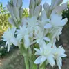 Bulbos de Tuberosa São de Pétalas Duplas Branco Puro Perenes Perenes Florais de Jardim em Vasos com Múltiplos Botões e São Fáceis de Sobreviver