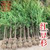 Mudas de Teixo [Zhejiang] Teixo do Sul Mandia 2-18cm Reflorestado e Retornado à Agricultura, Especificações Completas