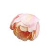 Fabricante de Tulipanes Flor Simulada de Tulipán Multicapa de 3 Cabezas Decoración de Boda Ingeniería de Paisajismo Arreglo Floral