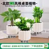 Las plantas en maceta son fáciles de cuidar en las salas de estar interiores.; plantas verdes hidropónicas, bonsáis creativos, plantas de la suerte, plantas pequeñas en maceta y árboles de la fortuna son todas excelentes opciones