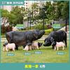 Adornos Escultura Artificial de Cerdo para Exteriores Ocho Cerdos Famosos Cerdo de Lu Chuan Césped Jardín Paisaje Cerdo Negro de Dos Cabezas Decoración de Animal