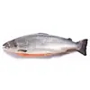 Salmão Inteiro Refrigerado Coroa Faro Salmão Norueguês Islandês, Exclusivamente para Restaurantes Japoneses e Sushibares, Salmão do Atlântico