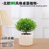 Las plantas en maceta son fáciles de cuidar en las salas de estar interiores.; plantas verdes hidropónicas, bonsáis creativos, plantas de la suerte, plantas pequeñas en maceta y árboles de la fortuna son todas excelentes opciones