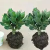 Árbol de Jade en Maceta con Hojas Grandes, Planta Suculenta, Lirio de la Paz, Planta Verde Purificadora de Aire de Interior y Flor