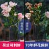 Holland Koli Polvo Conservante para Flores Frescas Flores Cortadas Flores de Rosa Bolsas Universales Ramo Especial Solución Nutritiva