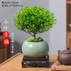 Planta Bonsái Miniatura de Nanmu Rojo, Planta Verde de Fácil Cuidado para Escritorio de Oficina, Adecuada para Todas las Estaciones