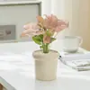 Caladio Hojas Coloridas Caladio en Maceta Planta Verde Amante Rosa Escritorio Flor de Interior Fácil de Cultivar Vibrante Hermoso