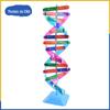 Componente do modelo da estrutura da dupla hélice do DNA Material didático Genética Gene Estrutura Molecular Modelo Escola Primária Jardim de Infância Ensino Fundamental