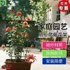 Treliça de Escalada para Jardim para Clematis, Rosa Neve Azul, Suporte de Flores em Forma de Leque, Suporte Pequeno de Vara para Planta Jiboia