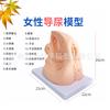Cateterismo humano simples anatomia genital interna e externa e modelo de cateterismo feminino sistema urinário masculino sistema reprodutor
