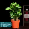 Bolso de dinheiro planta em vaso planta verde vidro planta hidropônica interior flutong escritório varanda quatro estações boa planta em vaso