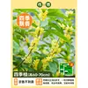 Plántula de Osmanthus en Maceta Osmanthus de Cuatro Estaciones Osmanthus Dorado Planta de Interior de Aroma Fuerte Patio Árbol Grande Dorado Maceta Flor Plantación en Suelo
