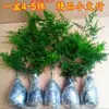 Plantas en Maceta de Helecho Espárrago para Vegetación de Oficina, Plántulas Grandes de Helecho Espárrago para Sala de Estar, Bonsái de Bambú Nube Enano de Alta Gama