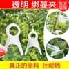 Clips de Soporte para Plantas para Pepinos y Tomates de Invernadero, Clips de Soporte para Enredaderas Agrícolas, Clips para Atar Enredaderas, Clips de Soporte para Plántulas