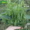 Semillas de Punta de Luffa, Huerto Familiar de Verduras en Maceta, Verduras de Cuatro Estaciones, Crujientes, Tiernas y Deliciosas, Las Semillas de Punta de Luffa Son Fáciles de Plantar