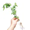 Aquário verde paisagismo original ecológico hidropônico baía de água planta verde interna aquática 1 planta planta pessoa preguiçosa toco velho água e terra