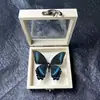 Especimen de Mariposa Real Marco de Madera Producto Terminado Soporte de Exhibición para Educación Científica de Jardín de Infancia, Regalo de Cumpleaños, Artículo de Regalo, Recuerdo