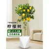 Planta de Limoeiro em Vaso com Frutos, Planta Verde Comestível, Grande para Sala de Estar Interna Varanda, Planta de Floração Quatro Estações, Fácil de Manter