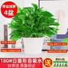 Plantas de interior para sala de estar fáciles de cultivar eliminan formaldehído absorben enredaderas largas maceta grande flores de interior plantas plantas verdes enredaderas verdes hojas grandes venta al por mayor
