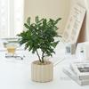 Plantas Verdes de Interior para Mesa de Escritório Vasos Pequenos Ornamentos Estilo Creme Absorção de Formaldeído Purificação do Ar Fácil de Manter em Todas as Estações