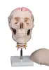 Modelo de enseñanza de la columna occipital cervical humana médica con nervio espinal carotídeo