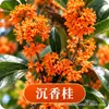 Plántula de Osmanthus en Maceta Osmanthus Dorado Osmanthus de Cuatro Estaciones Tipo Flores de Fragancia Rica Interior Exterior Patio Balcón Siembra en Suelo Fácil de Cultivar Plantas Verdes