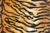 Tela de terciopelo estampada con patrón de tigre y pelo de conejo de fábrica para bolsos, zapatos, sombreros, cojines, textiles para el hogar, decoración del hogar y juguetes