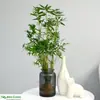 Arroz plántulas en maceta de bambú plantas hidropónicas interior pequeño bambú Fénix plantas verdes de escritorio micro bonsái plántulas de bambú bambú ornamental