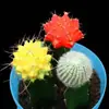 Cacto Flor de Jasmim Carmesim em vaso para decoração de escritório e casa, flores de varanda, mudas de suculentas