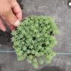 Envio Direto de Planta Suculenta Chinesa de Peça Única, Adequada para Pátio, Varanda, Canteiro e Área Verde, uma Suculenta Perene