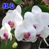 Plántulas de orquídea Phalaenopsis en macetas, plantas con capullos de flores de cuatro estaciones con floración continua durante todo el año, plantas verdes de interior, envío gratuito y fácil mantenimiento.