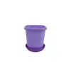 Vaso Quadrado para Suculenta Echeveria 'Hortula', Vaso de Plástico, Branco e Rosa