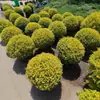 Plántulas de aligustre brillantes y vibrantes, adecuadas para arreglos en macetas con forma de torre, plantación en el suelo y para su uso en jardines, patios y balcones de villas; estas son plantas ornamentales resistentes al calor y al frío