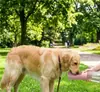 Garrafa de Água Portátil para Cachorro à Prova de Vazamento Dispenser de Água para Viagem para Filhotes para Passeio Caminhada Ao Ar Livre Beber com Uma Mão