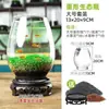 Acuario Ecológico Acuario Hierba Acuática Micro Paisaje a Hoja Huevo de Dragón Vidrio Planta Verde diy Pequeño Hidropónico Casero de Escritorio
