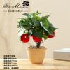 Bonsái de Fruta Artificial de Alta Gama, Decoración Creativa Artificial para el Hogar, Adornos de Moda, Suministro Directo de Fabricantes de Flores, Envío Directo de una Pieza