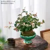 [Piedra Colgante de Flores y Hojas] Plantas Verdes Trepadoras Coloridas, Plantas de Flores en Maceta de Escritorio en la Oficina, Fáciles de Cultivar, Resistentes al Calor y al Frío