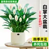 Maceta Grande de Planta de Palma Blanca de una Pieza para Dropshipping, un Símbolo de Buena Fortuna, Planta en Maceta con Flores, Planta Hidropónica, Planta con Flores, Planta Verde para Interior de Oficina
