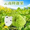 Sapoti de Yunnan no atacado 150-450g frutas pequenas, médias e grandes, fruta fresca da estação em caixas de papelão