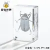 Artesanías de especímenes, insectos reales, escarabajo ciervo, escorpión, escarabajo, araña, regalos de enseñanza de ciencias biológicas, adornos de resina
