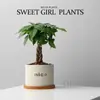 Árbol de Dinero de las Cinco Bendiciones Planta Pequeña en Maceta Planta de Escritorio para Oficina Maceta de Balcón Planta Verde de Interior Planta con Flor en Maceta Venta al por Mayor