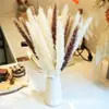 Cañas Pequeñas Secas, Flores Secas Naturales, Materiales Florales para Decoración de Bodas, Materiales Florales para Decoración del Hogar, Suministro Transfronterizo de Flores Secas
