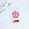 Planta Especimen Sellada Plásticamente Especimen de Planta Herramienta de Enseñanza para Niños de Jardín de Infancia Marcador de Flor Seca Tarjeta con Relieve de Hoja Real