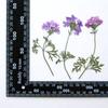Pequena Beleza Sakura com Galhos, Flores Secas, Espécimes de Plantas em Relevo, Flores Prensadas com Cola Artesanais DIY, Velas Perfumadas, Flores para Porta-Retratos
